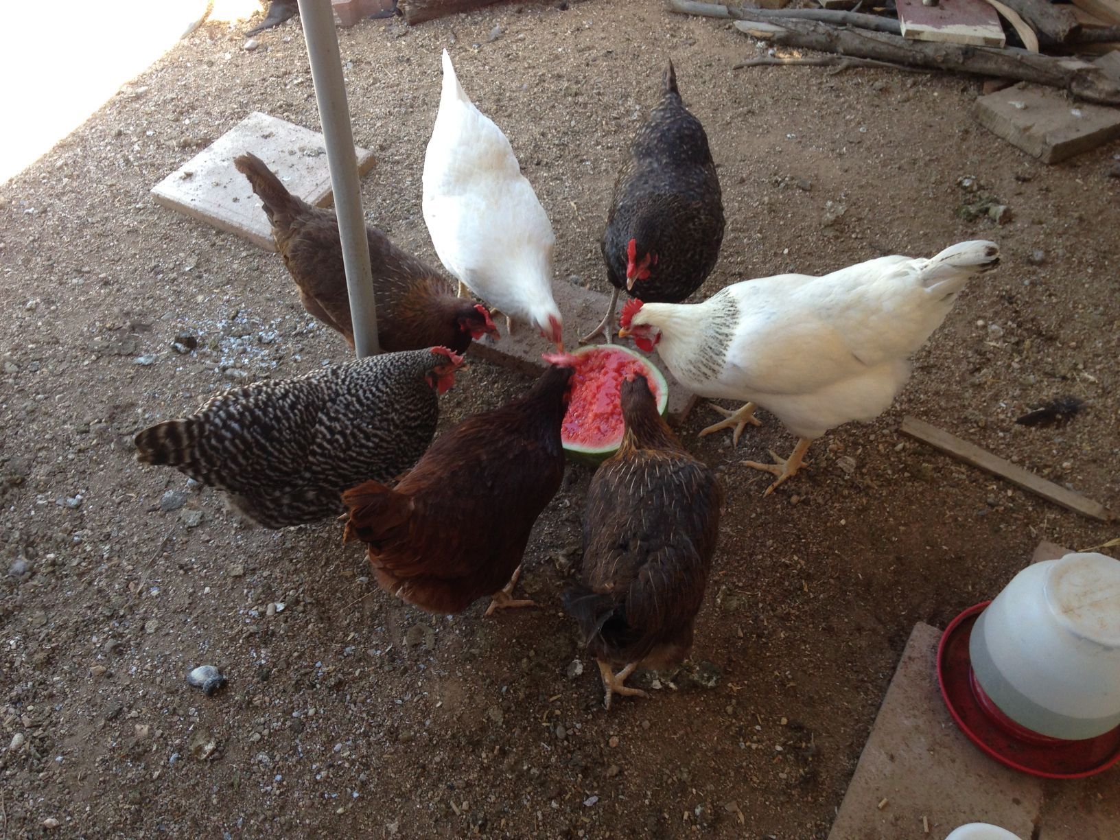Readers show their chickens